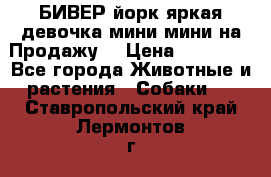 БИВЕР йорк яркая девочка мини мини на Продажу! › Цена ­ 45 000 - Все города Животные и растения » Собаки   . Ставропольский край,Лермонтов г.